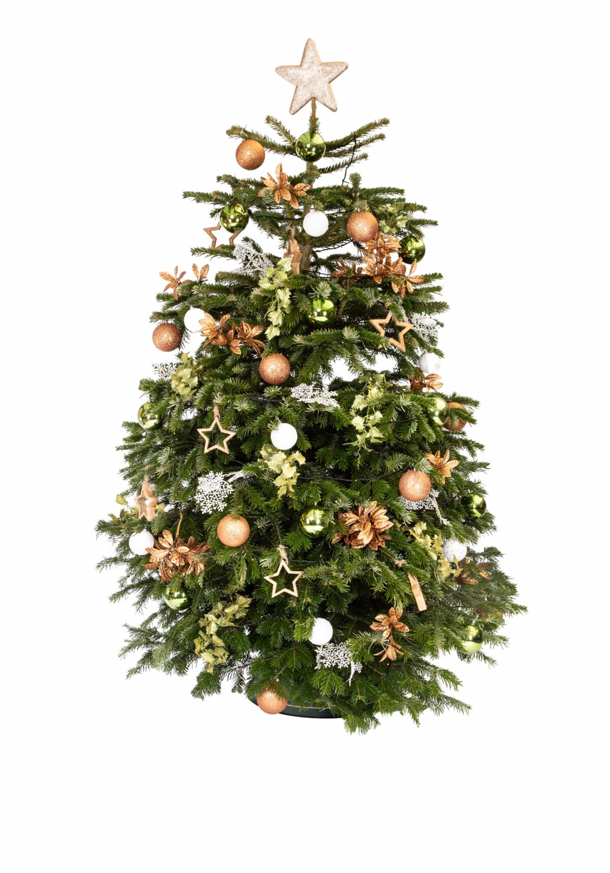Live Interior Christmas Tree - Winter Woodland