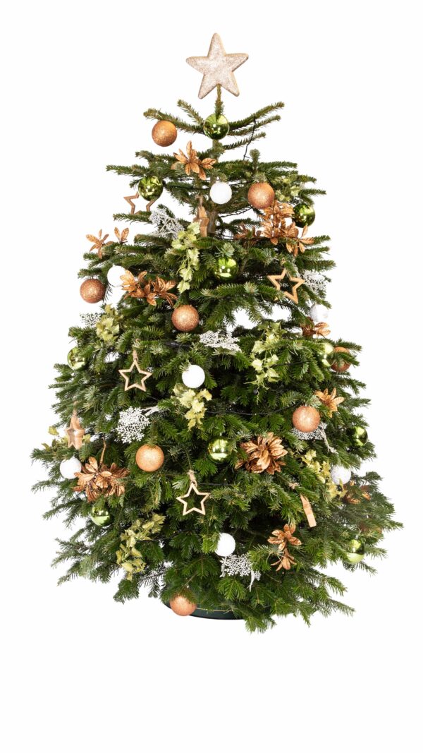 Live Interior Christmas Tree - Winter Woodland