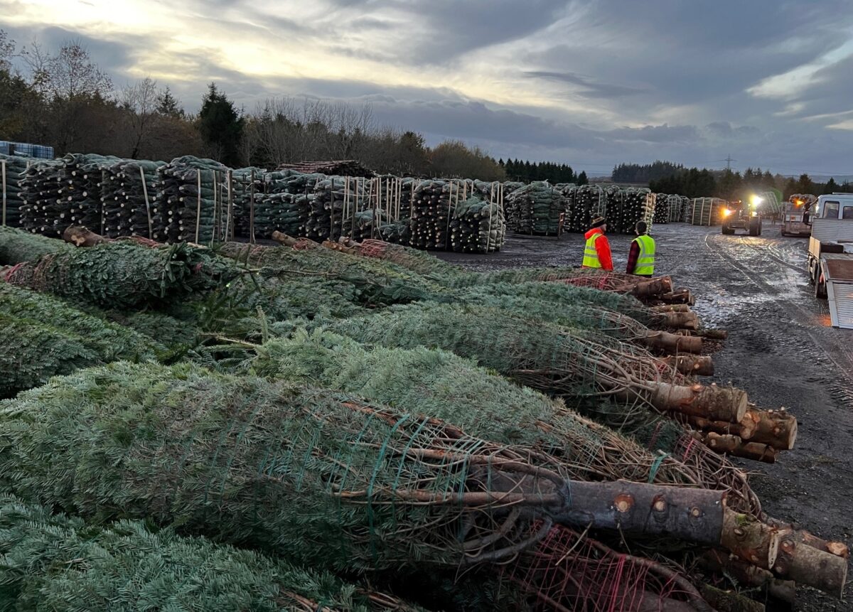 Live Exterior Christmas Tree - Image 6