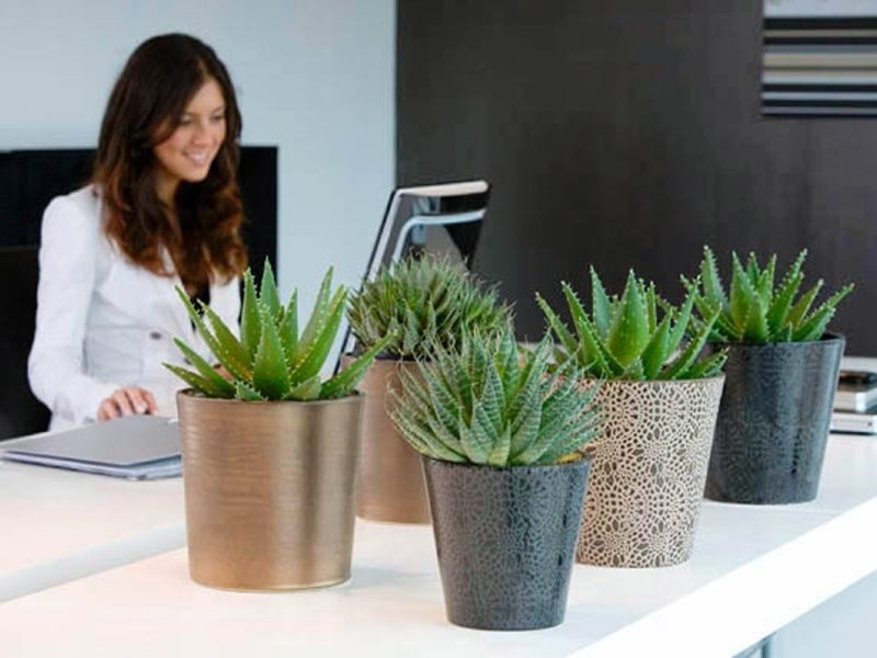 Girl at desk with Aloe Vera plant