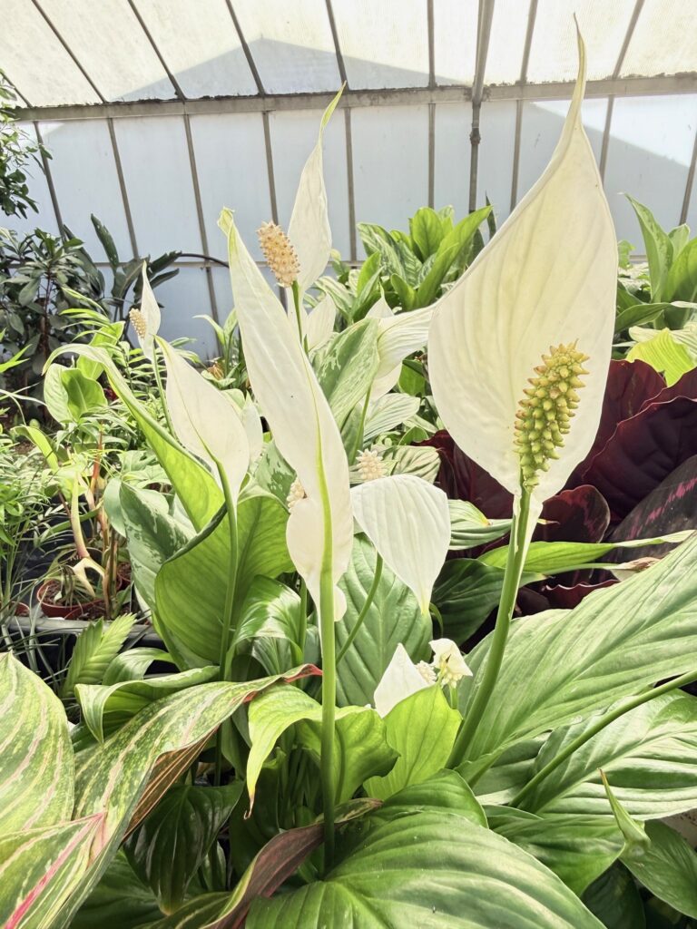 Peace Lily